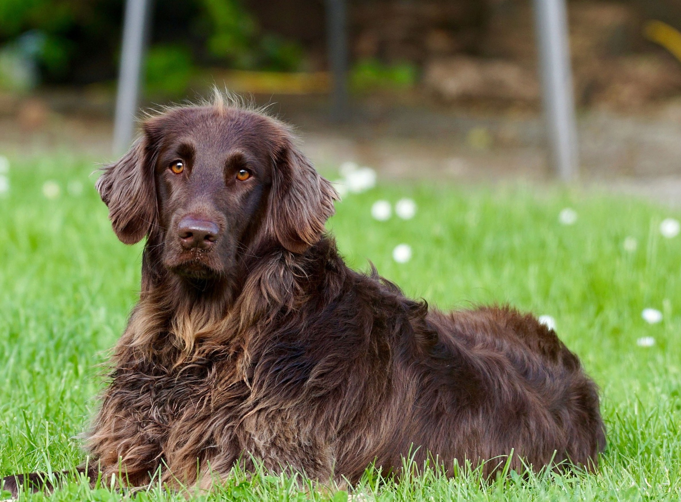 a brown dog laying on the grass looking towards the camera